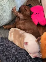 Quasimoto, a male French Bulldog for sale in Lompoc, CA – 5 of 10