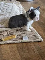 Husky panda, a male French Bulldog for sale in Lompoc, CA – 6 of 8