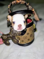 Pippy , a female French Bulldog for sale in Lompoc, CA – 5 of 10