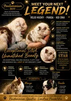 Koi boi, a male French Bulldog for sale in Lompoc, CA – 2 of 10