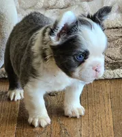 Husky panda, a male French Bulldog for sale in Lompoc, CA – 2 of 8