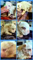 Koi boi, a male French Bulldog for sale in Lompoc, CA – 7 of 10