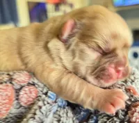 Goldy, a female French Bulldog for sale in Lompoc, CA – 3 of 10