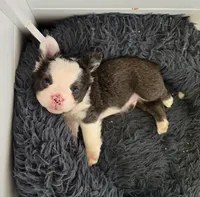 Husky panda, a male French Bulldog for sale in Lompoc, CA – 3 of 8