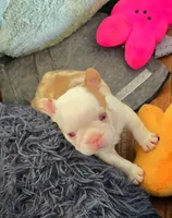Quasimoto, a male French Bulldog for sale in Lompoc, CA – 7 of 10