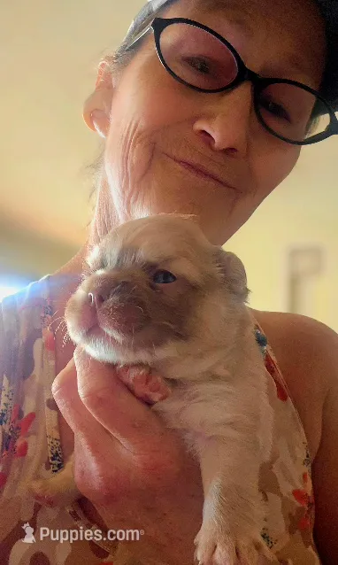 Goldy – French Bulldog puppy for sale in Lompoc, CA