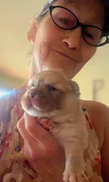 Goldy, a female French Bulldog for sale in Lompoc, CA – 1 of 10