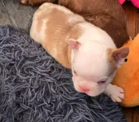 Quasimoto, a male French Bulldog for sale in Lompoc, CA – 2 of 10