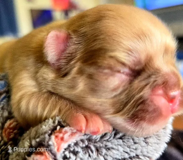 Goldy – French Bulldog puppy for sale in Lompoc, CA