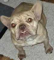 Mango, a female French Bulldog for sale in Lompoc, CA – 4 of 5