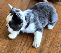 Husky panda, a male French Bulldog for sale in Lompoc, CA – 9 of 9