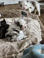 Star Spangled Koi, a female French Bulldog for sale in Lompoc, CA – 3 of 9
