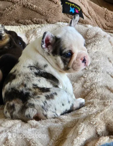 Star Spangled Koi – French Bulldog puppy for sale in Lompoc, CA