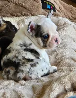 Star Spangled Koi, a female French Bulldog for sale in Lompoc, CA – 1 of 9