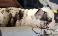 Star Spangled Koi, a female French Bulldog for sale in Lompoc, CA – 9 of 9