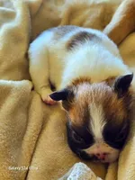 LilG3girlpick, a female French Bulldog for sale in Lompoc, CA – 3 of 5