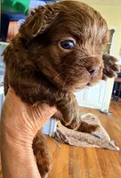 Cocoapuff, a male French Bulldog for sale in Lompoc, CA – 5 of 10