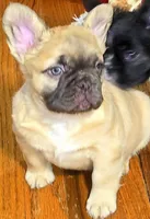 Coco fwn Isabella boy, a male French Bulldog for sale in Lompoc, CA – Photo 3 of 10