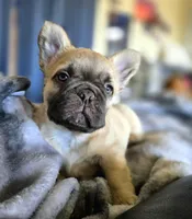 Coco fwn Isabella boy, a male French Bulldog for sale in Lompoc, CA – Photo 5 of 10