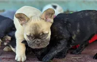 Coco fwn Isabella boy, a male French Bulldog for sale in Lompoc, CA – Photo 2 of 10