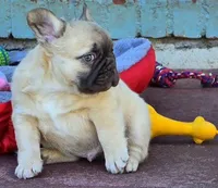 Coco fwn Isabella boy, a male French Bulldog for sale in Lompoc, CA – Photo 9 of 10