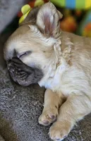 Coco fwn Isabella boy, a male French Bulldog for sale in Lompoc, CA – Photo 6 of 10