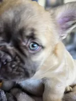 Coco fwn Isabella boy, a male French Bulldog for sale in Lompoc, CA – Photo 8 of 10