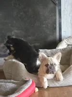 Coco fwn Isabella boy, a male French Bulldog for sale in Lompoc, CA – Photo 10 of 10