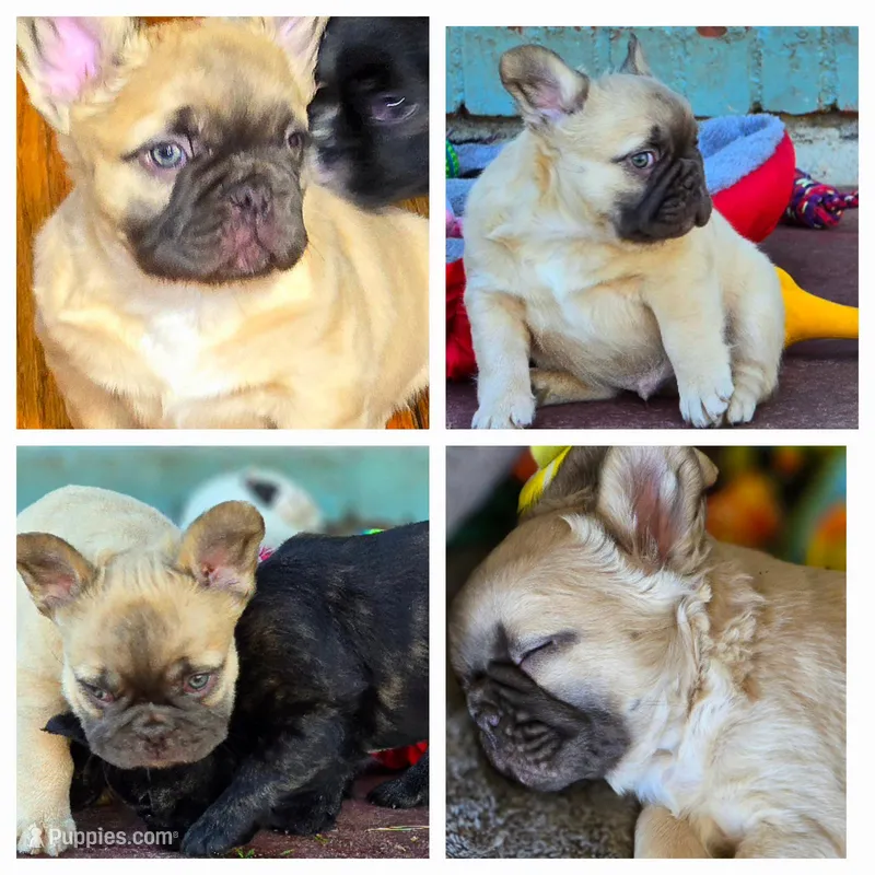 Coco fwn Isabella boy, a male French Bulldog for sale in Lompoc, CA – Photo 1 of 10