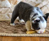 Husky panda, a male French Bulldog for sale in Lompoc, CA – 4 of 8