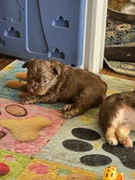 Cocoapuff, a male French Bulldog for sale in Lompoc, CA – 9 of 10