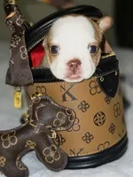 Pippy , a female French Bulldog for sale in Lompoc, CA – 4 of 10
