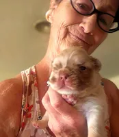 Goldy, a female French Bulldog for sale in Lompoc, CA – 2 of 10