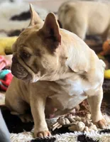 Mango, a female French Bulldog for sale in Lompoc, CA – 5 of 5