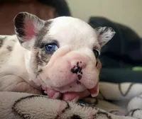 Star Spangled Koi, a female French Bulldog for sale in Lompoc, CA – 4 of 9
