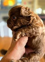 Cocoapuff, a male French Bulldog for sale in Lompoc, CA – 8 of 10