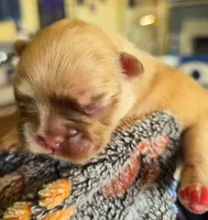 Goldy, a female French Bulldog for sale in Lompoc, CA – 6 of 10