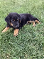 Biscuit, a male German Shepherd Dog and Labrador Retriever for sale in Mentone, IN – 5 of 5