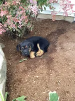 Taffy, a female German Shepherd Dog and Labrador Retriever for sale in Mentone, IN – 5 of 5