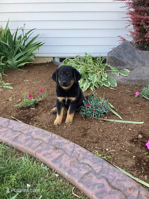 Biscuit – German Shepherd Dog, Labrador Retriever puppy for sale in Mentone, IN