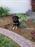 Biscuit, a male German Shepherd Dog and Labrador Retriever for sale in Mentone, IN – 1 of 5