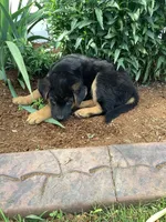 Caramel, a male German Shepherd Dog and Labrador Retriever for sale in Mentone, IN – 4 of 4