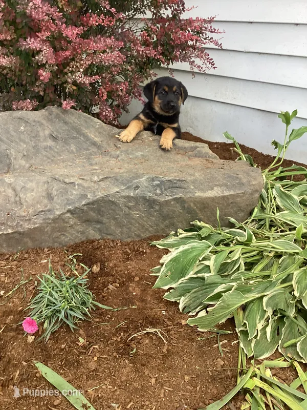 Taffy – German Shepherd Dog, Labrador Retriever puppy for sale in Mentone, IN