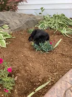 Charcoal, a male German Shepherd Dog and Labrador Retriever for sale in Mentone, IN – 3 of 5