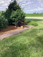 Chunky, a male German Shepherd Dog and Labrador Retriever for sale in Mentone, IN – 4 of 5