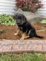 Caramel, a male German Shepherd Dog and Labrador Retriever for sale in Mentone, IN – 2 of 4