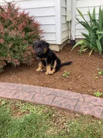 Caramel, a male German Shepherd Dog and Labrador Retriever for sale in Mentone, IN – 1 of 4