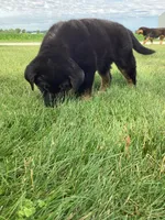 Chunky, a male German Shepherd Dog and Labrador Retriever for sale in Mentone, IN – 2 of 5