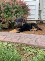 Caramel, a male German Shepherd Dog and Labrador Retriever for sale in Mentone, IN – 3 of 4