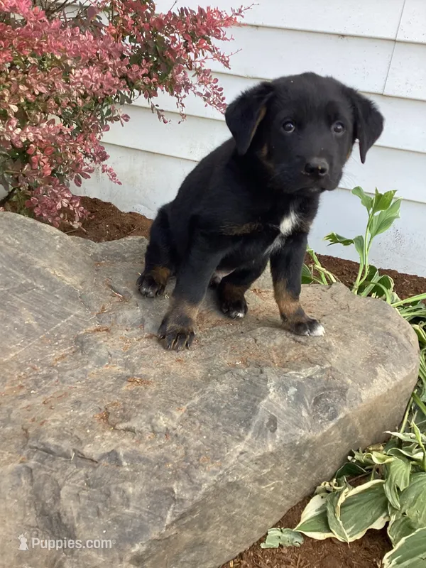 Charcoal – German Shepherd Dog, Labrador Retriever puppy for sale in Mentone, IN